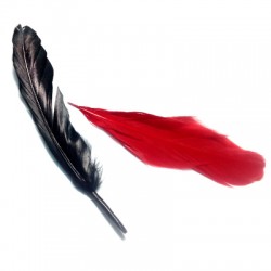Feather 15cm (100 Pieces per Pack)