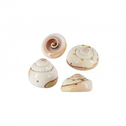 Shell Bead Slider (~17x20mm) (Ø~1.2mm) (~10pcs)