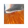 Rodio/Arancione