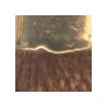 Gold/ Dark Brown
