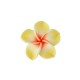 Polymer Clay Bead Flower Waterlily 30mm