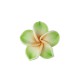 Πολυμερικός Πηλός Στοιχείο Λουλούδι Νούφαρο Περαστό 30mm