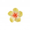 Yellow/ Orange/ White