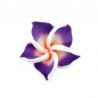 Violet Dark Purple/Multi