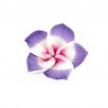 Purple/Multi