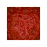 Rosso Scuro