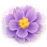 Viola/Giallo