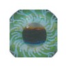 Verde/Negro