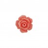 Corallo