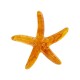 Colgante de Resina Estrella de Mar 38/6mm