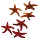Acrylic Slider Starfish 43x41mm/9mm Ø2mm