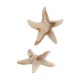Acrylic Pendant Starfish 43x41mm/9mm Ø1.5mm