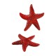 Acrylic Pendant Starfish 43x41mm/9mm Ø1.5mm