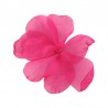 Fucshia