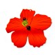 Pendentif en Acrylique Plexi Fleur Hibiscus 79 x 69 mm