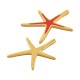 Enameled Zamak Pendant Starfish 43x53mm