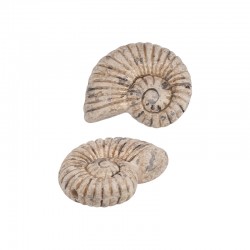 Ceramic Slider Beige Shell 33x42mm Ø2.8mm