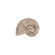 Ceramic Slider Beige Shell 33x42mm Ø2.8mm