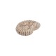 Ceramic Slider Beige Shell 33x42mm Ø2.8mm