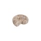 Ceramic Slider Beige Shell 33x42mm Ø2.8mm