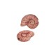 Cursore in Ceramica con Conchiglia Rosa 22x8 mm Ø2,2 mm