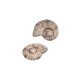 Coulisseau en céramique coquillage beige 22 x 8 mm Ø 2.2 mm