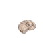 Coulisseau en céramique coquillage beige 22 x 8 mm Ø 2.2 mm