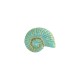 Ceramic Slider Veraman Shell 22x8mm Ø2.2mm
