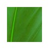 Vert foncé
