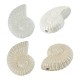 Enameled Ceramic Slider Shell 33x42mm Ø2.8mm