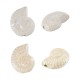 Slider a Conchiglia in Ceramica Smaltata 22X18 mm Ø2.2 mm