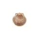Scallop Shell Pendant Plated Various Sizes~4-4.5cm