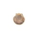 Scallop Shell Pendant Plated Various Sizes~4-4.5cm