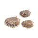 Scallop Shell Pendant Plated Various Sizes~4-4.5cm