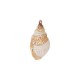 Conch Shell Pendant Plated Various Sizes ~2-2.5cm