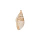 Conch Shell Pendant Plated Various Sizes ~2-2.5cm