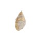 Conch Shell Pendant Plated Various Sizes ~1.8-2.5cm