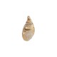 Conch Shell Pendant Plated Various Sizes ~1.8-2.5cm