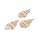 Drill Shell Pendant Plated Various Sizes ~2.5-3cm