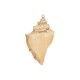 Colgante de Concha Turbinella Chapado, varios tamaños ~3,5-4,5 cm