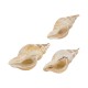Miter Shell Pendant Plated Various Sizes ~3.5-4cm