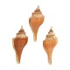 Ciondolo Conchiglia Fox Counch a Strisce Placcato, varie dimensioni ~5-6 cm