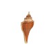 Striped Fox Counch Shell Pendant Plated Various Sizes ~5-6cm