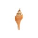Ciondolo Conchiglia Fox Counch a Strisce Placcato, varie dimensioni ~5-6 cm