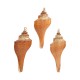 Ciondolo Conchiglia Fox Counch a Strisce Placcato, varie dimensioni ~5-6 cm