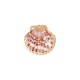 Pendentif en Coquillage Saint-Jacques plaqué. Différentes tailles ~4,5-5,5 cm