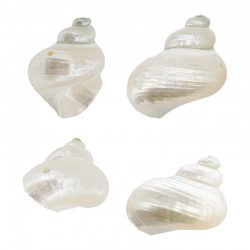 Shell Bead Slider ~20x23mm Ø1mm (2 holes)