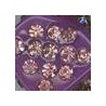 Purple / Light Purple