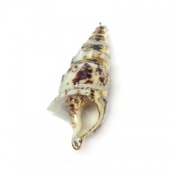 Shell Pendant with Metal  (~16x50mm)