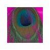 Dorado/Fucshia